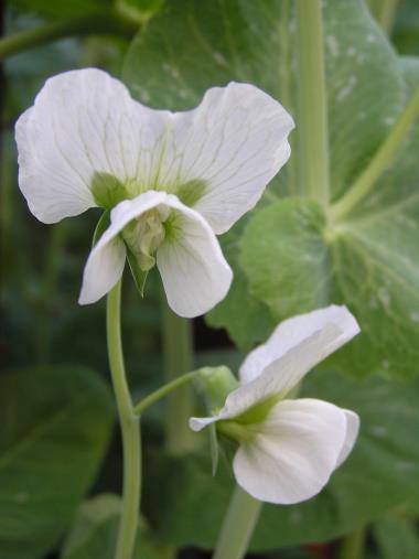 Billede af blomst
